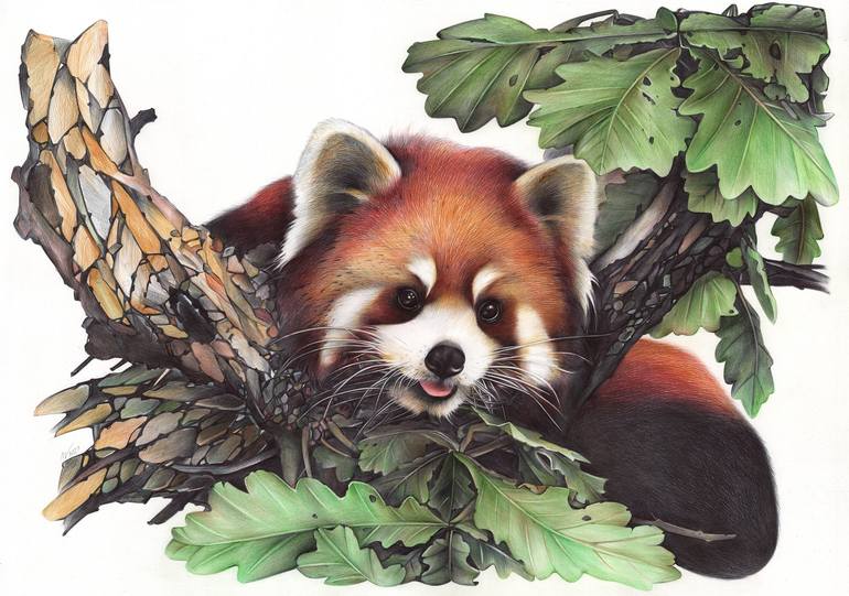 red panda drawing furry