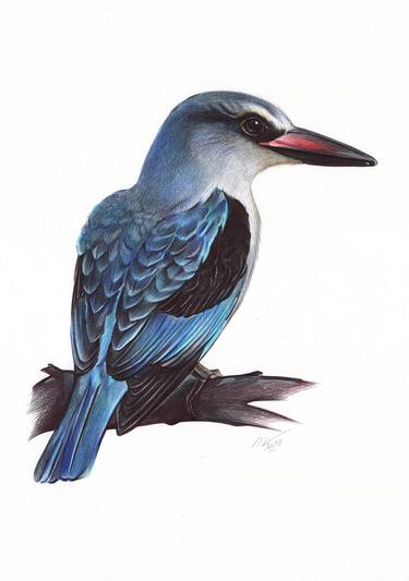 Woodland Kingfisher (Realistic Ballpoint Pen Drawing) thumb