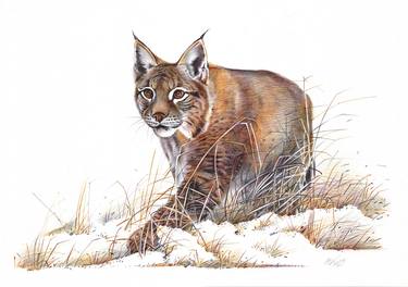 Eurasian Lynx (Realistic Ballpoint Pen Drawing) thumb