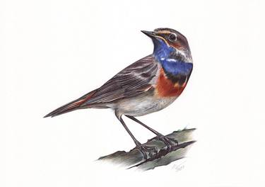 Bluethroat (Realistic Ballpoint Pen Bird Portrait) thumb