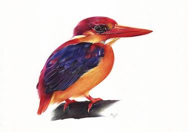 Oriental Dwarf Kingfisher (Bird Portrait) thumb