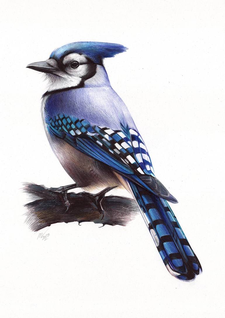 Blue Jay (Realistic Ballpoint Pen Drawing) Drawing