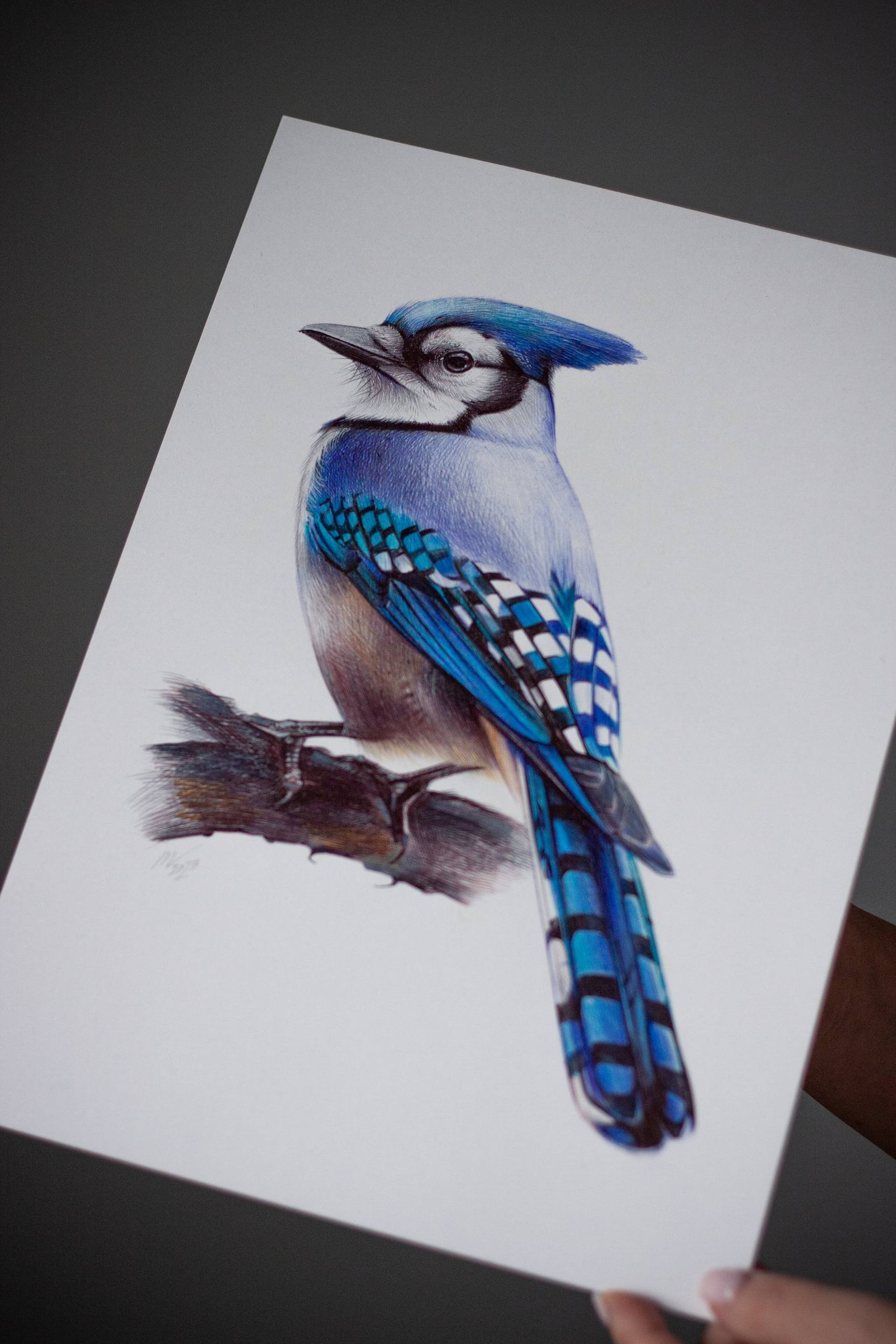 Blue Jay (Cyanocitta cristata) Dimensions & Drawings