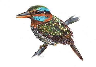 Spotted Wood Kingfisher (Realistic Ballpoint Pen Drawing) thumb