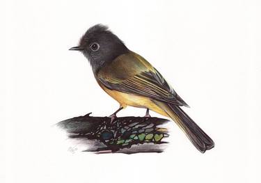 Grey-headed Canary-flycatcher (Realistic Ballpoint Pen Drawing) thumb