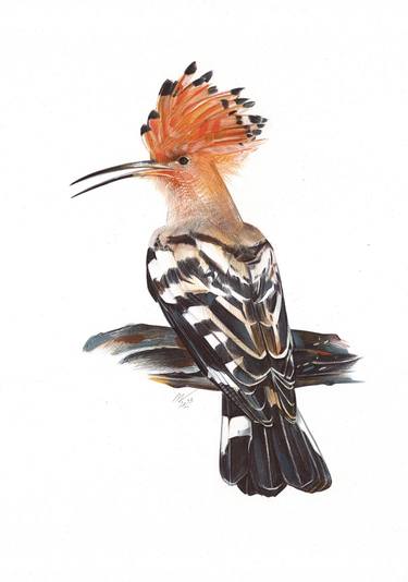 Eurasian Hoopoe (Realistic Ballpoint Pen Bird Portrait) thumb