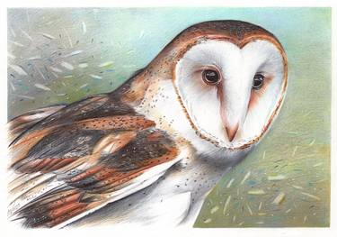 Barn Owl - Bird Portrait (Realistic Ballpoint Pen Drawing) thumb