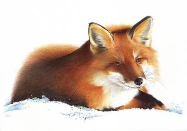 Original Photorealism Animal Drawings by Daria Maier