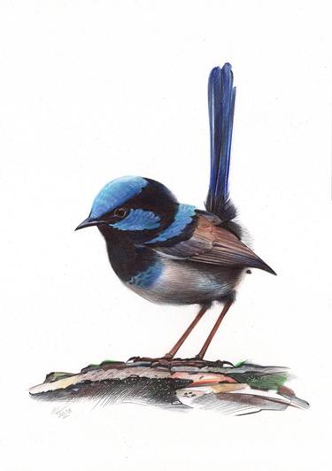 Superb Fairywren (Realistic Ballpoint Pen Drawing) thumb