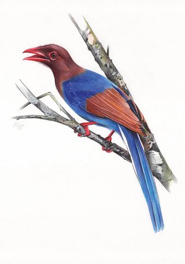 Sri Lanka Blue Magpie thumb