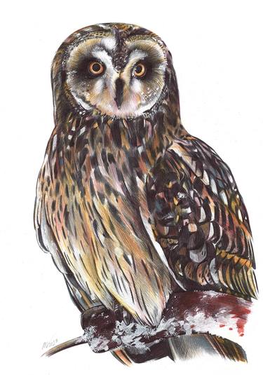 Short-eared Owl thumb