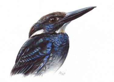 Javan Blue-Banded Kingfisher thumb