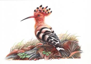 Eurasian Hoopoe thumb