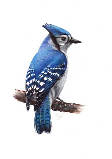 Original Photorealism Animal Drawings by Daria Maier