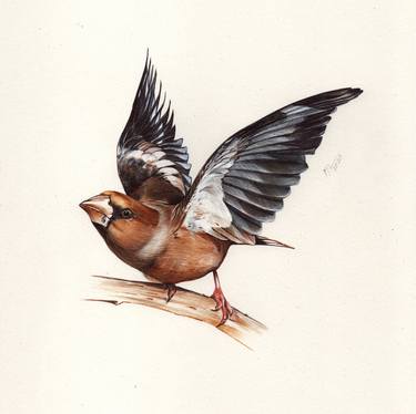 Hawfinch thumb