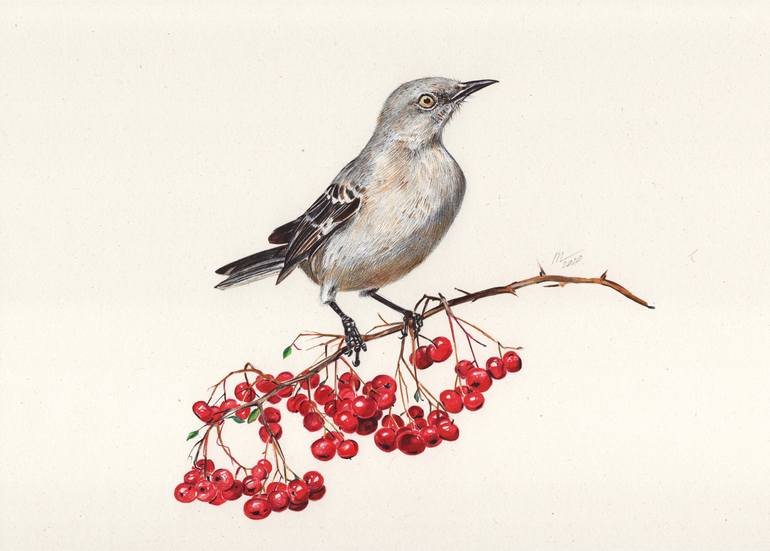 Northern Mockingbird Drawing by Daria Maier Saatchi Art
