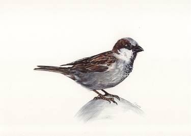 Original Photorealism Animal Drawings by Daria Maier