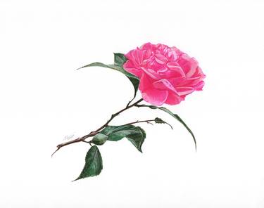 Rose Flower thumb