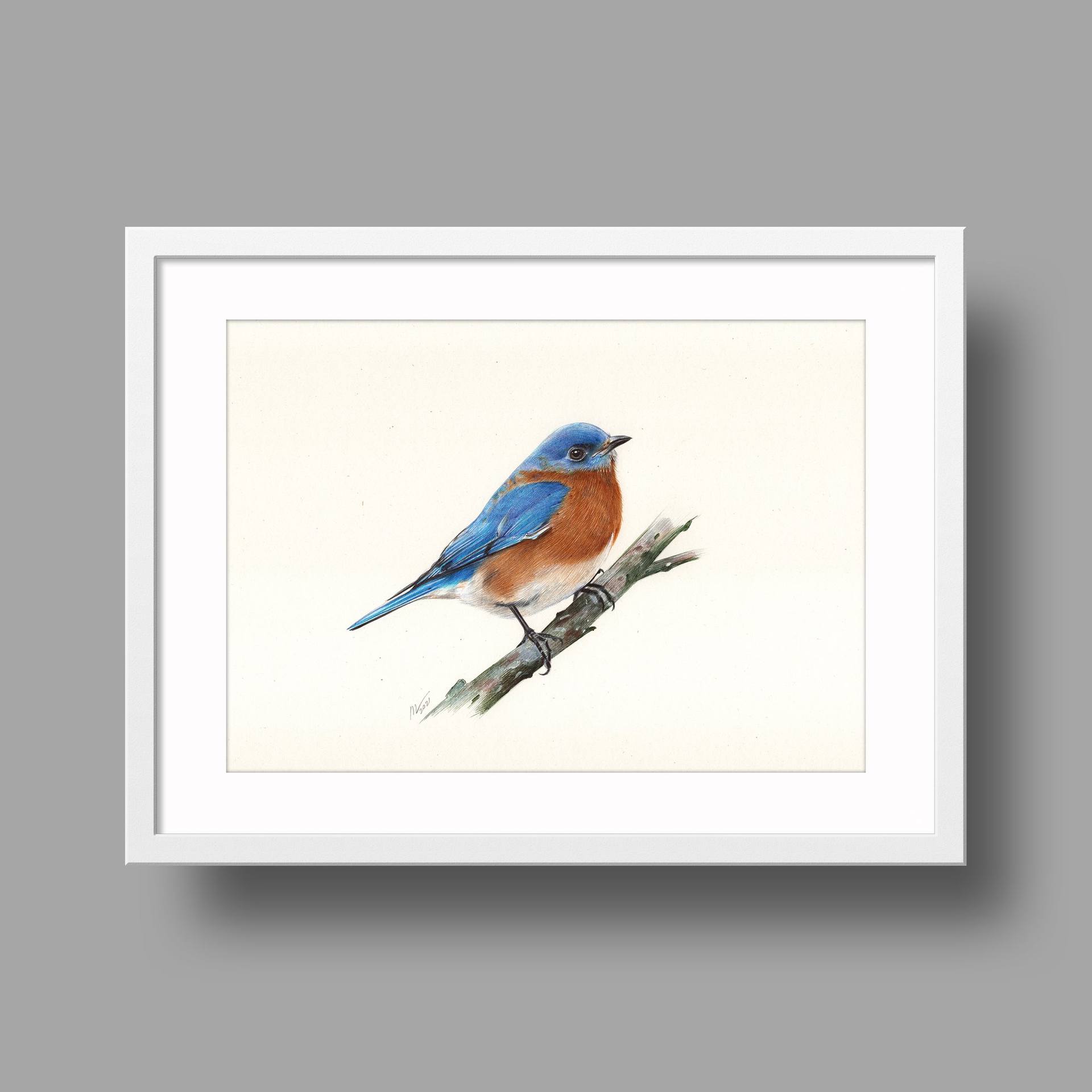 Eastern Bluebird Drawing