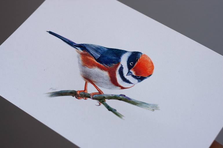 Original Photorealism Animal Drawing by Daria Maier