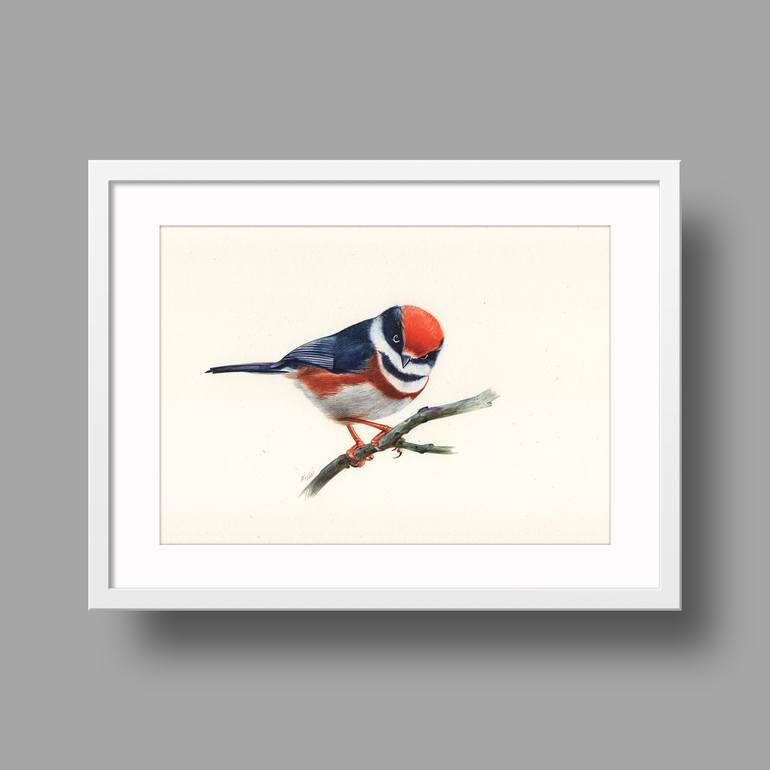 Original Documentary Animal Drawing by Daria Maier