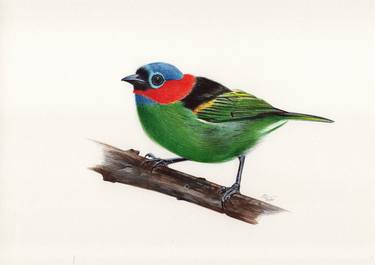 Red-necked Tanager thumb