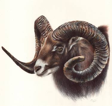 Mouflon thumb