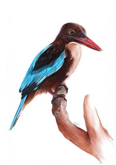 White-throated Kingfisher thumb