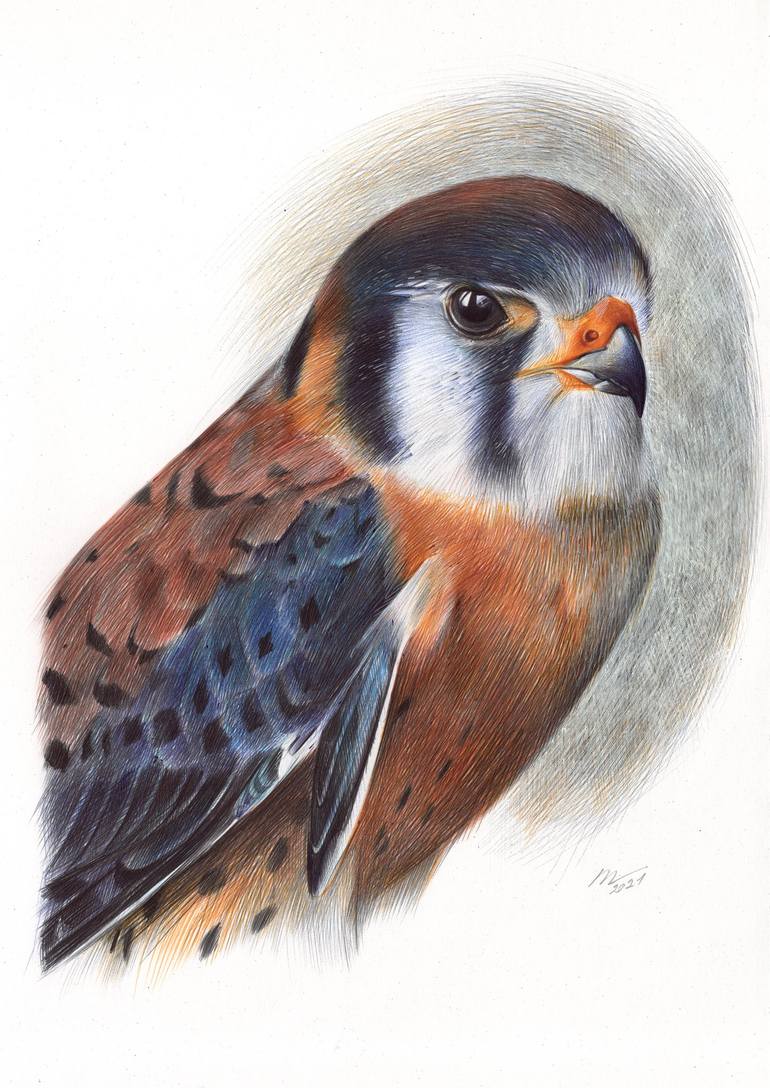 American Kestrel Drawing by Daria Maier | Saatchi Art