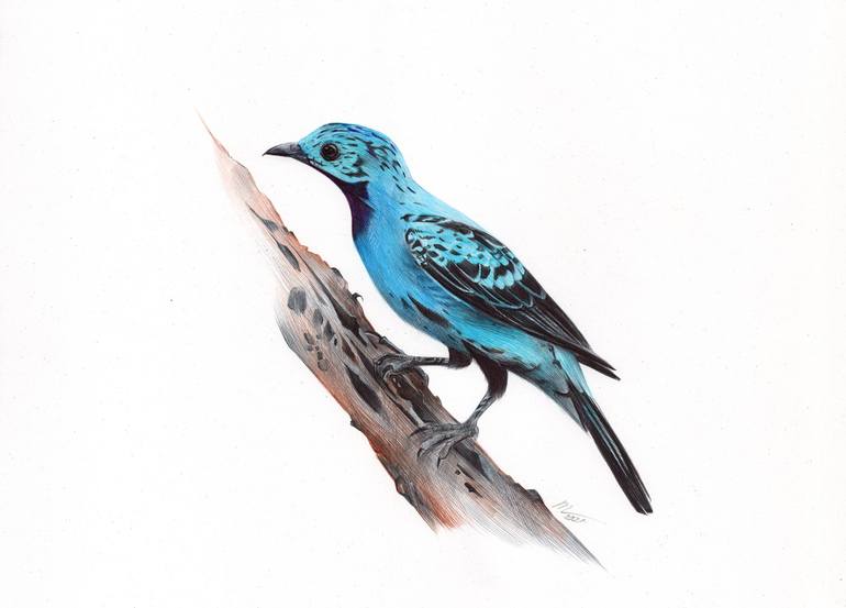 Cotinga