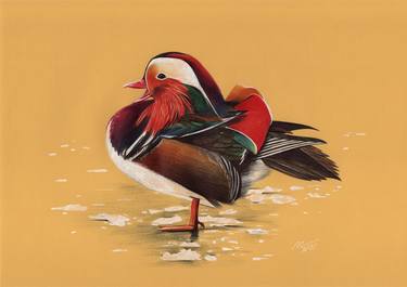 Mandarin duck thumb