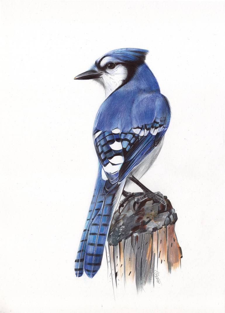 Blue Jay (Realistic Ballpoint Pen Drawing) Drawing by Daria Maier