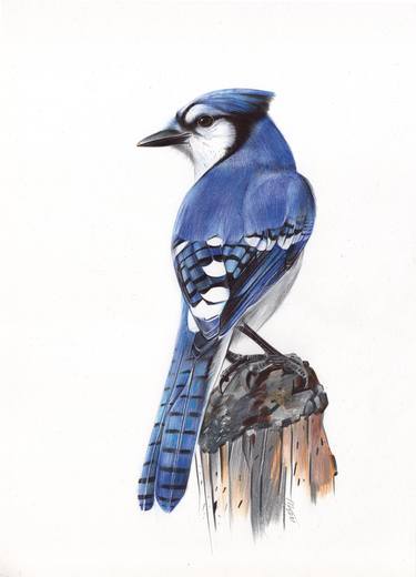 Blue Jays Drawings For Sale Saatchi Art