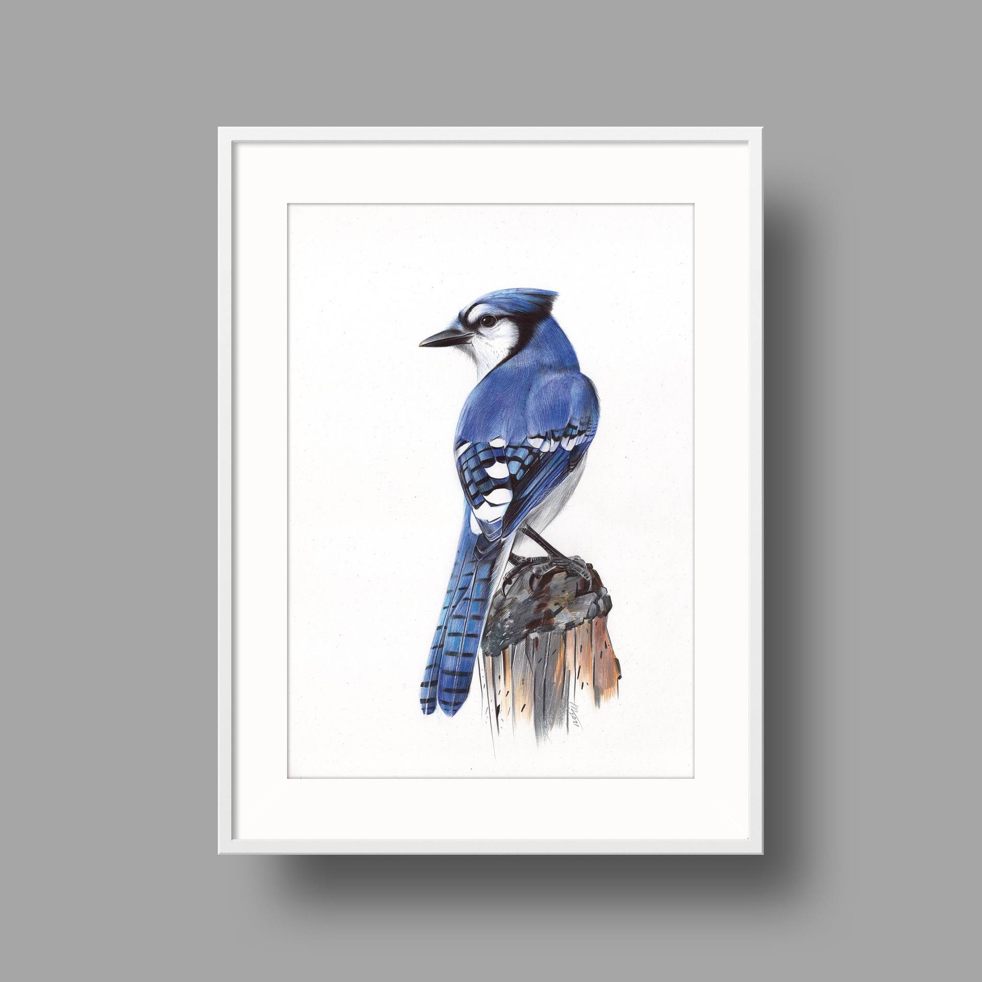 Blue Jay Drawing by Daria Maier