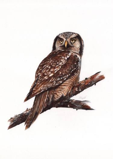 Northern Hawk Owl thumb