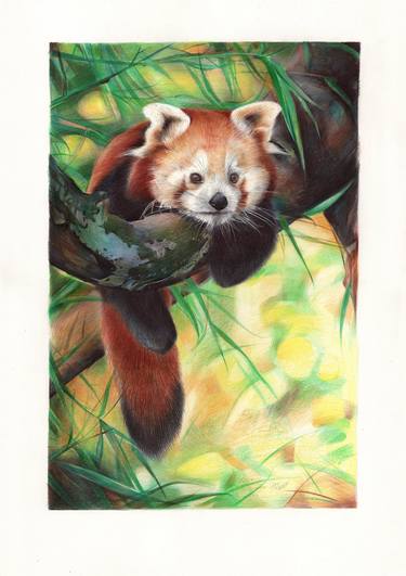 Red Panda thumb