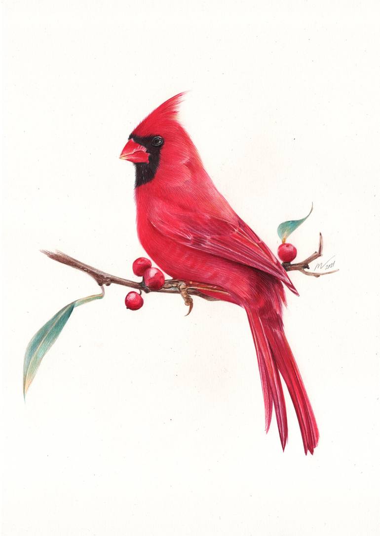 Northern Cardinal Photorealistic Bird Portrait Drawing By Daria Maier Saatchi Art 7137