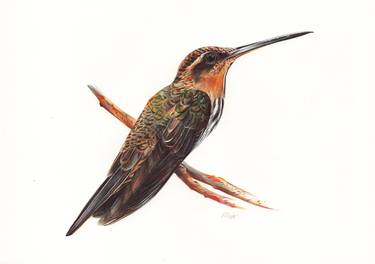 Saw-billed Hermit - Hummingbird Portrait thumb