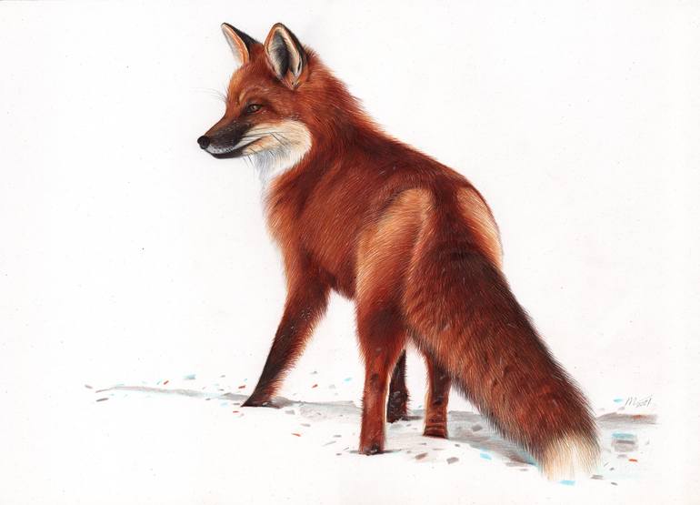 Red Fox - Animal Portrait Painting