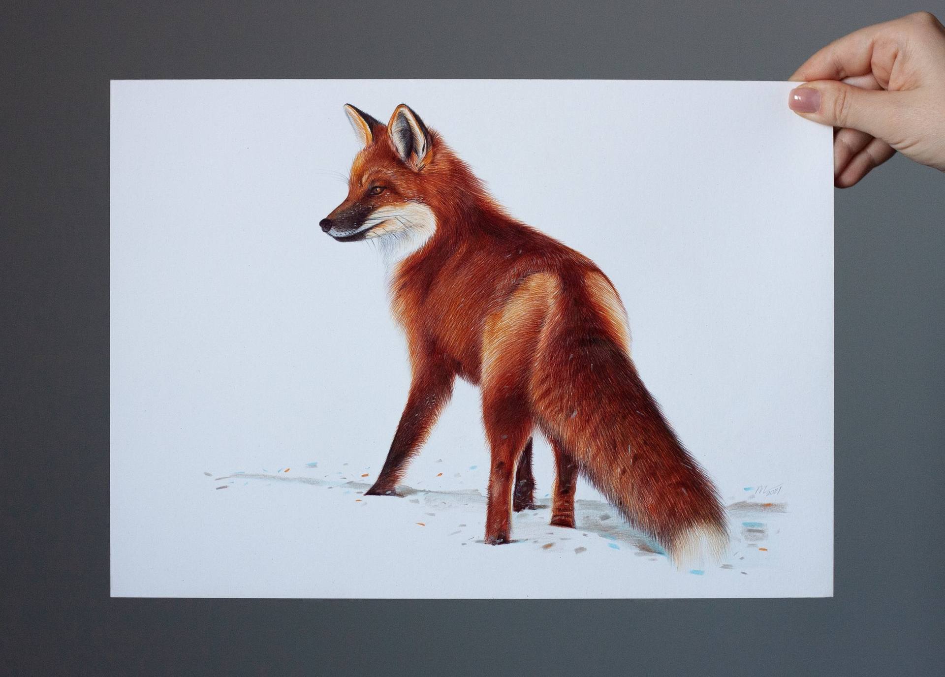 Red Fox - Animal Portrait Painting