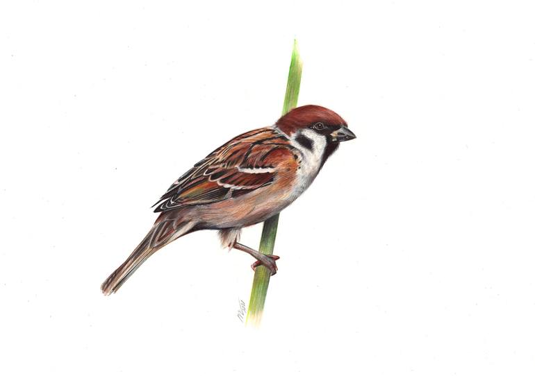 sparrow drawing