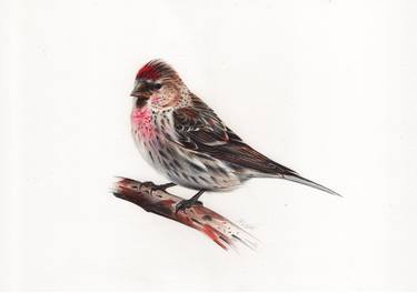 Common Redpoll or Mealy Redpoll - Bird Portrait thumb