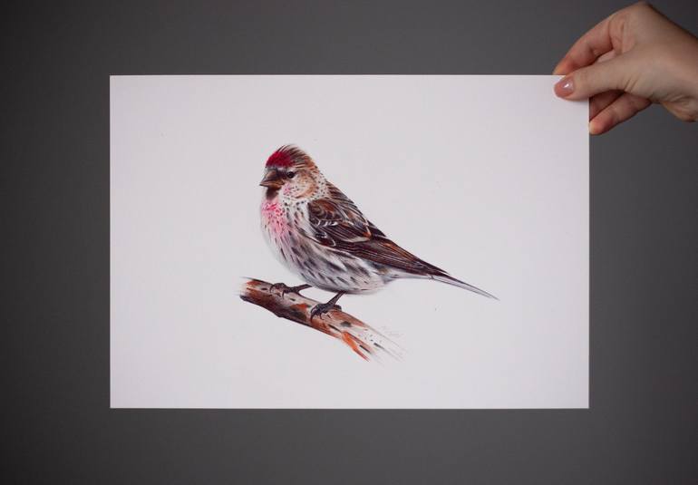 Original Photorealism Animal Drawing by Daria Maier