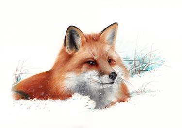Red Fox Portrait thumb