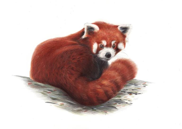 red panda drawing furry