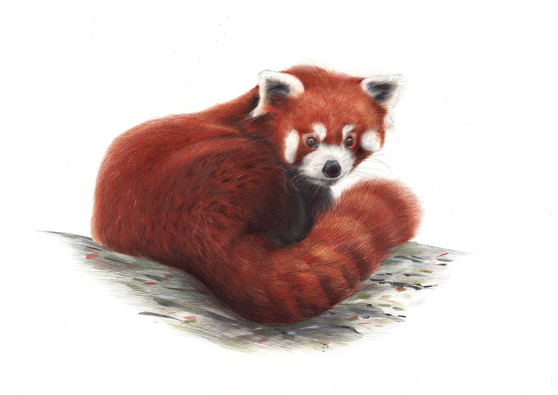 Red Panda - Animal Portrait Drawing by Daria Maier | Saatchi Art