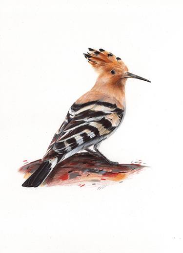 Eurasian Hoopoe - Bird Portrait thumb