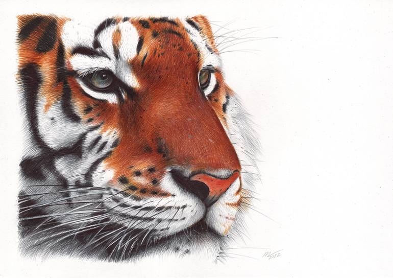 malayan tiger drawing