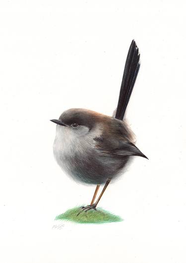 Superb Fairywren - Bird Portrait (Realistic Ballpoint Pen Drawing) thumb