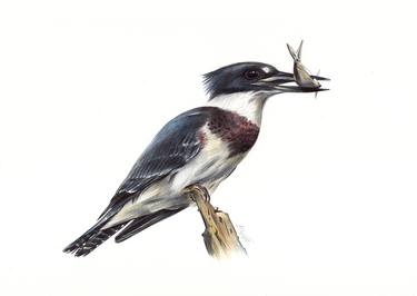 Belted Kingfisher - Bird Portrait thumb